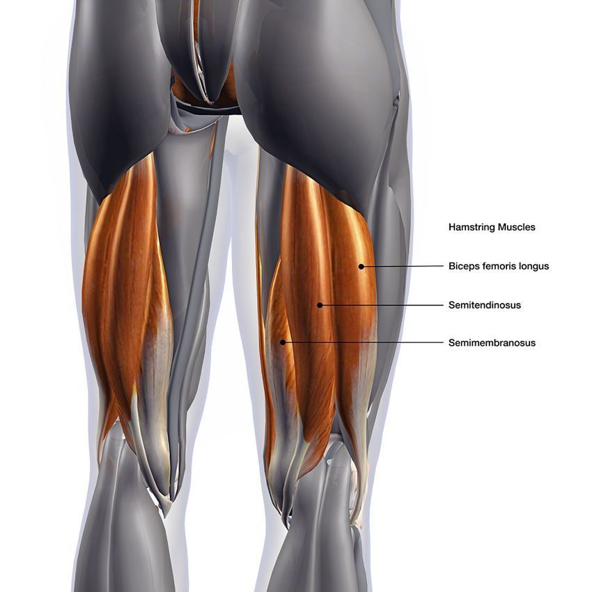 Muscles that make up the hamstring group